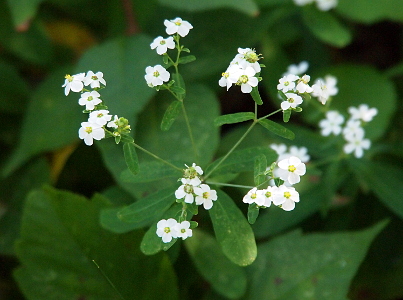 [Small tiny white blooms each with five wide petals and a yellow center. The blooms are in clumps at the top of stems above the leaves.]